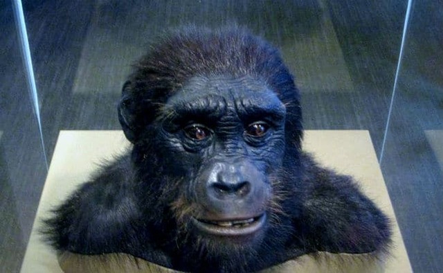 Sahelanthropus tchadensis (toumai)