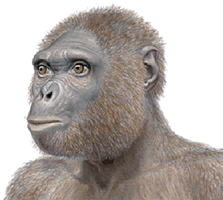 Ardipithecus ramidus