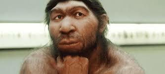 Homo neanderthalensis
