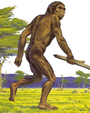Homo rudolfensis