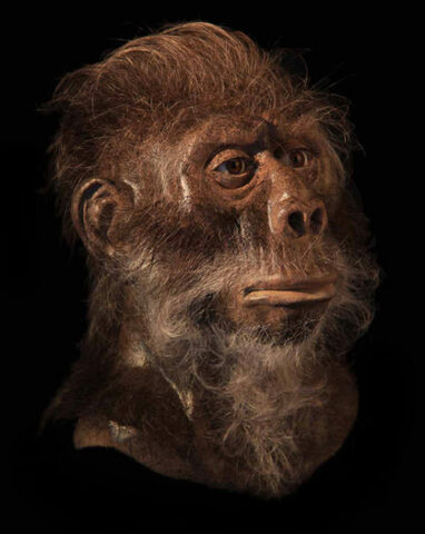 Homo habilis