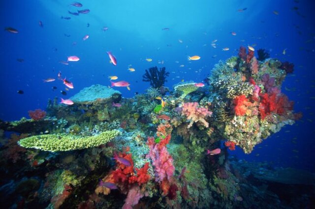 Census of Marine Life Completed