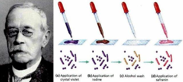 Surgimiento de la Tinción de Gram.