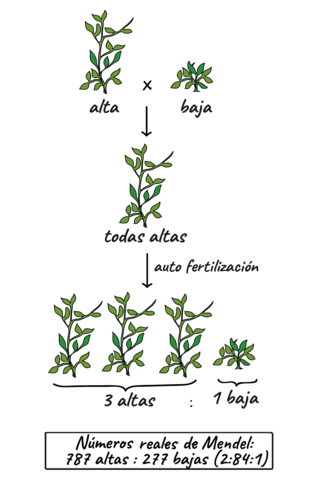 Experimentos de hibridación en plantas