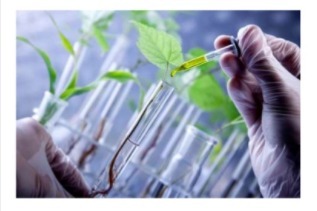 plantas genéticas modificadas