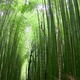 Bosque de bambu