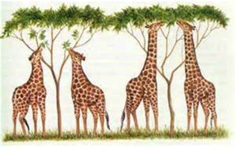 La teoría de la selección natural