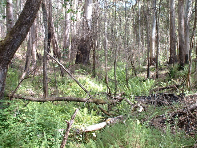 Shootout at Stringybark Creek (Ned Kelly)