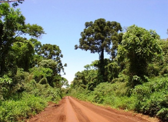 Ley 26.331-Protección Ambiental de los Bosques Nativos