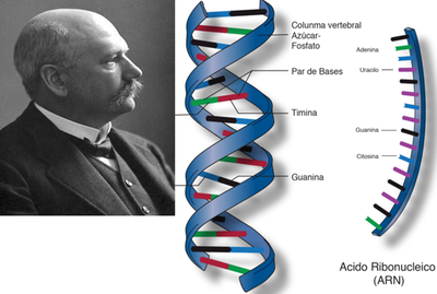 Descubrimiento de la estructura de los ácidos nucleicos