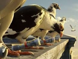 AVES MENSAJJERAS-LAS PALOMAS