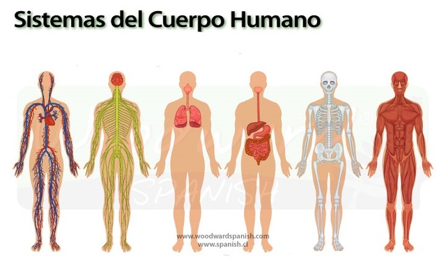 sistemas fisiológicos