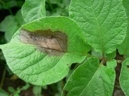 "tizón tardío" o "gota de la papa