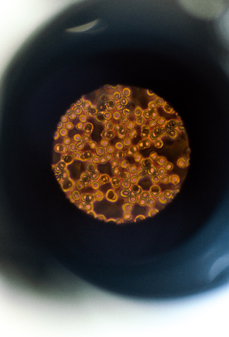 Robert Hooke descubrimiento de las células