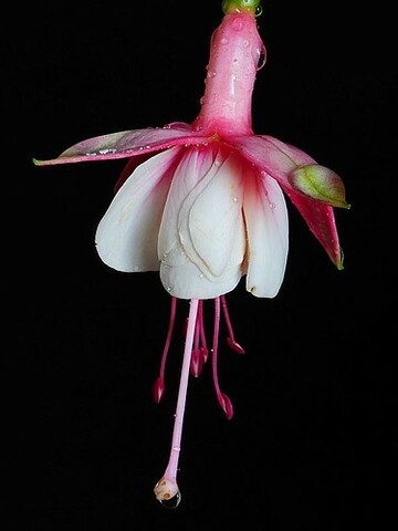 Implementación de cruce entre plantas de especies enlazadas