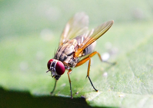 la mosca de la fruta o drosophila M. usada en los primeros estudios del gen