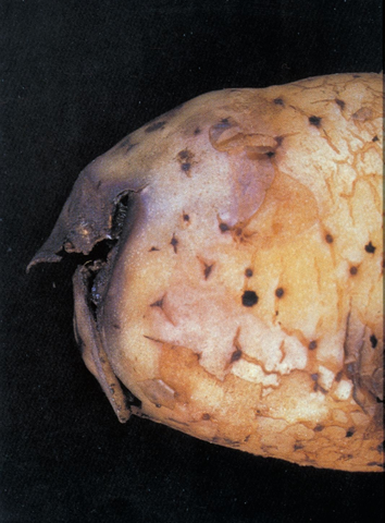 Descripción de colonias bacterianas  en una papa