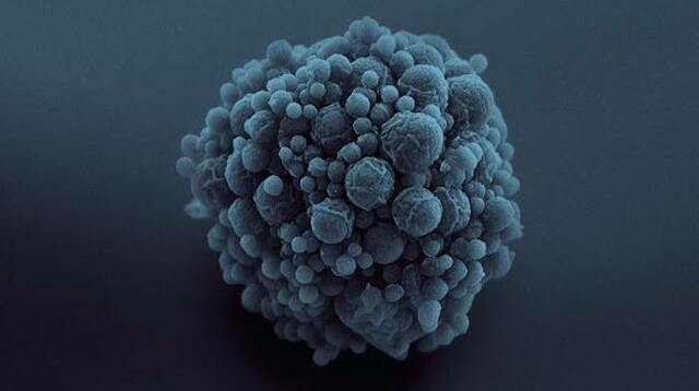 Primera célula sintética