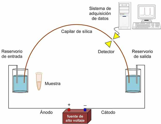 Método de electroforesis capilar