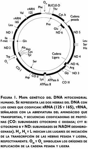 La secuencia del genoma de la mitocondria humana.