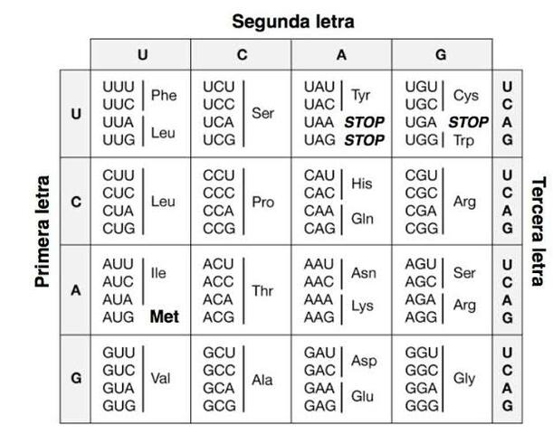 Se establece el código genético universal