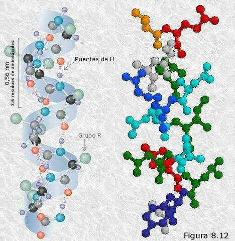 Publicación del primer análisis de la composición de aminoácidos de una proteína