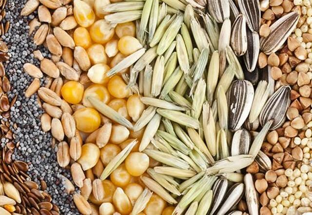 Uso de radiación y sustancias para modificar semillas