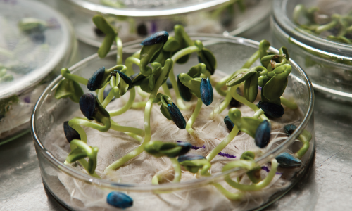 La ingeniería genética como medio para mejorar cultivos