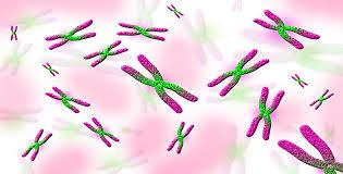 Mendel enuncia les lleis de l'herència