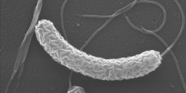 Curiosidades - Cólera