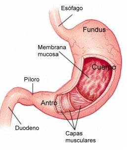 Estomago, lugar donde se fragmentan los alimentos.