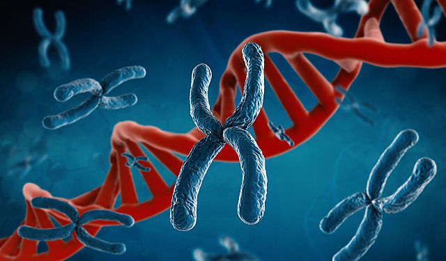 La herencia biológica recibe en nombre como genes