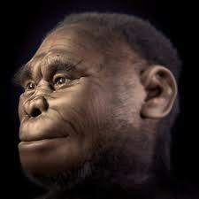 Homo luzonensis