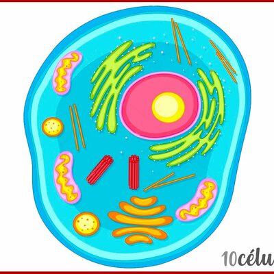 Timeline: HISTORIA DE LA CÉLULA