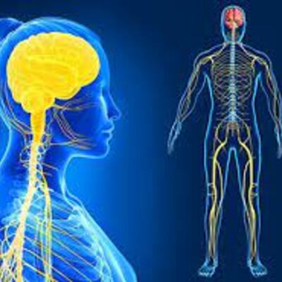 Timeline: Desarrollo de las estructuras del sistema nervioso