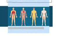 sistemas fisiológicos