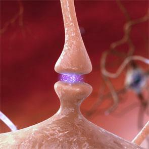 Adaptación y acomodación