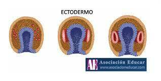 origen del sistema nervioso