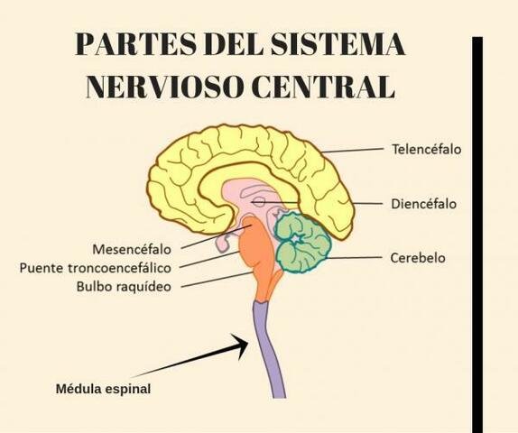 Estructuras del sistema nervioso