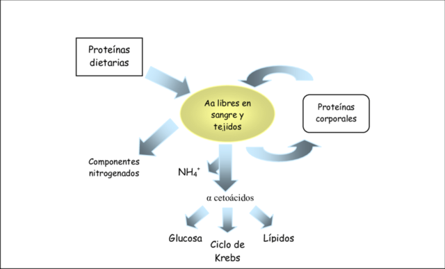 Metabolismo proteico