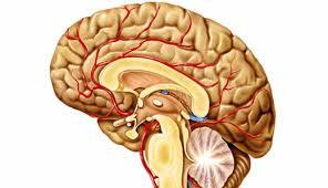 Estructuras del sistema nervioso central