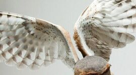 Timeline: La historia de la filosofia