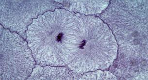 Descubrimiento que las células no son huecas