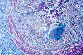 Postulado de la Teoría Celular