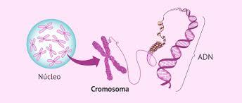 Teoría Cromosómica