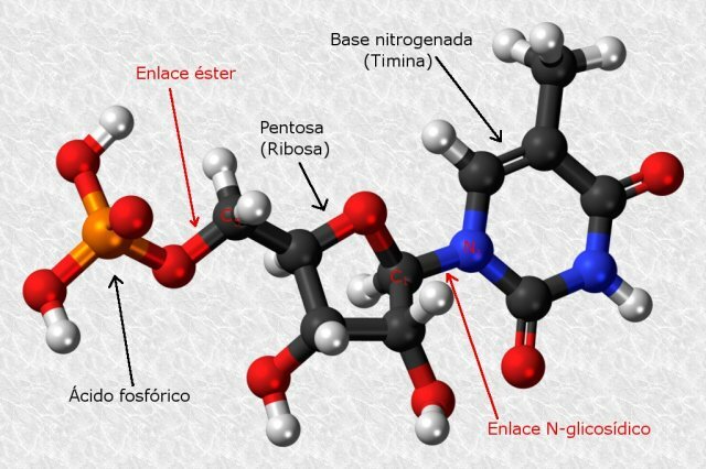 Descubrimiento de los nucleotidos