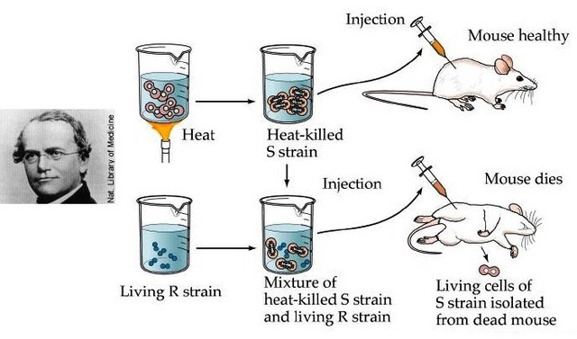 Factor transformante
