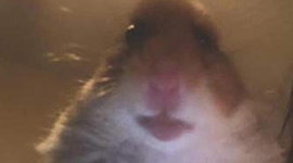 Timeline: Linea de tiempo Rusdi