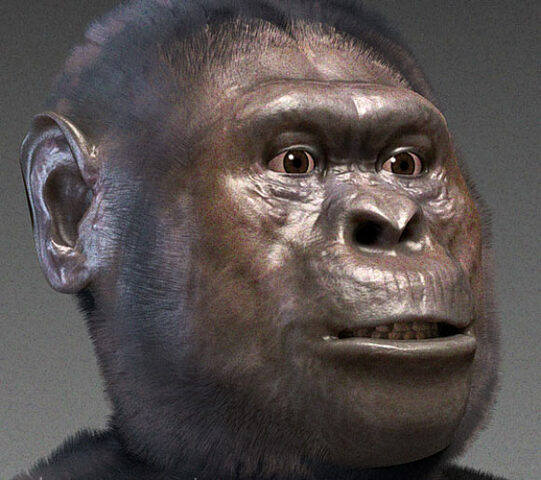 Australopithecus