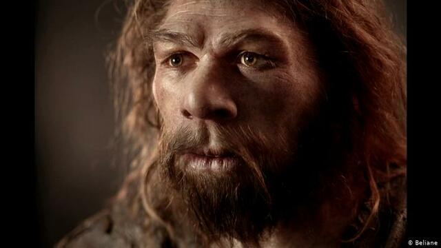 Homo neanderthalensis